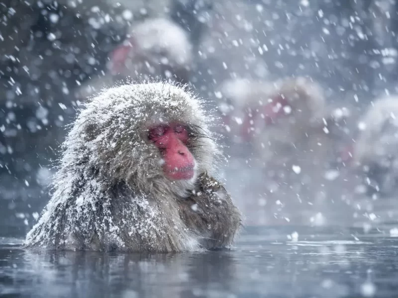 snow monkey tour hakuba